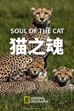 猫之魂