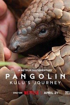 穿山甲Kulu的旅程