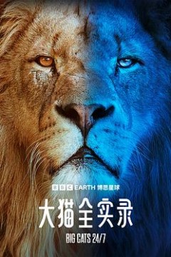大猫全实录