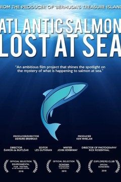 大西洋鲑鱼：迷失在海上