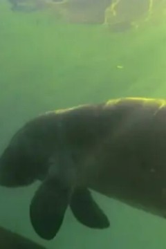 探险大沼泽水晶河海牛