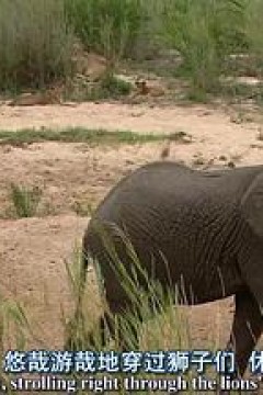 探索频道：非洲超级七兽