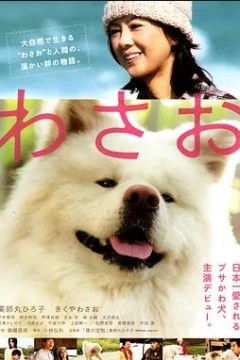 秋田犬蓬夫2011