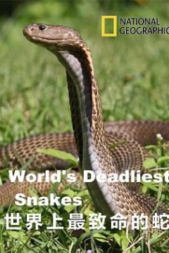 世界上最致命的蛇