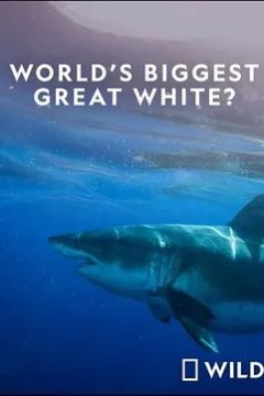 世界最大的公牛鲨