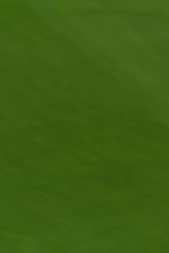 法甲联赛 里尔VS图卢兹 20241006