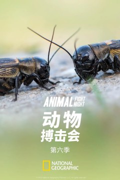 动物搏击会第六季