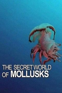 软体动物的秘密世界