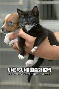 小狗与小猫的奇妙世界