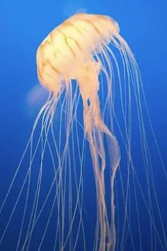 水母的秘密世界