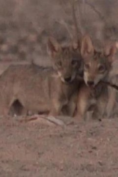 沙漠生存者：阿拉伯狼